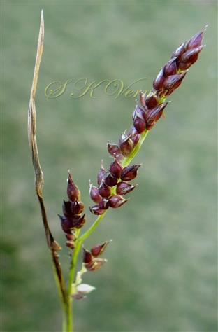  Inflorescence (Racemes)